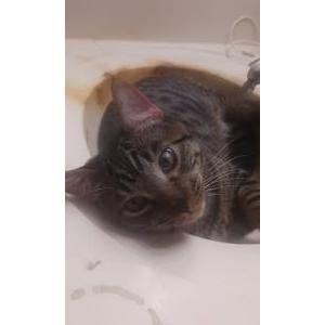 Lost Cat kitty