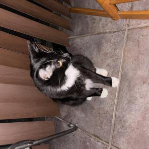 Lost Cat Kuumba