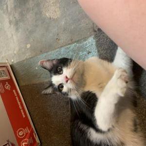 Found Cat Unknown