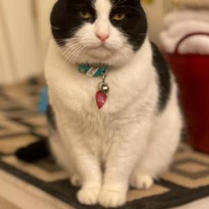Lost Cat Covina
