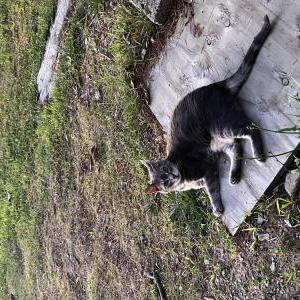 Lost Cat Purakaat