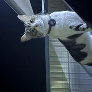 Lost Cat Remi