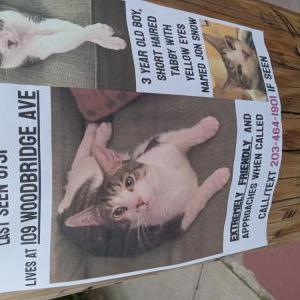 Lost Cat Jon Snow
