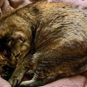 Lost Cat Marzipan or Mars