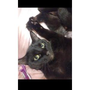 Lost Cat Zero