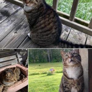 Lost Cat Trevor