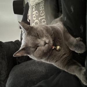 Lost Cat Nala