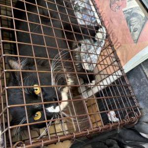 Found Cat Unknown