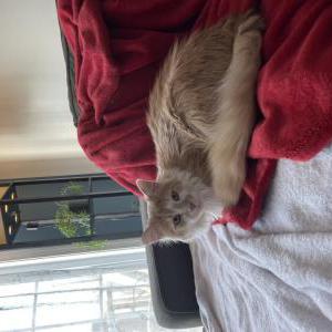 Lost Cat Tacoma
