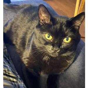 Lost Cat Alice Holland