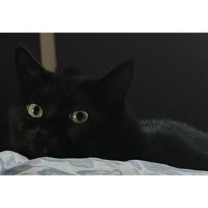 2nd Image of Alice Holland, Lost Cat