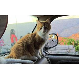 Lost Cat NACHO CHEESE