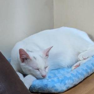 Lost Cat Angel