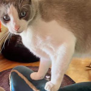 Lost Cat Joe