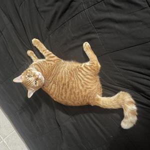 Lost Cat Bonkers