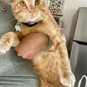 Lost Cat Mr.Kitty