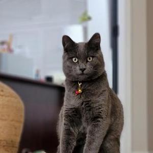 Lost Cat Arlo