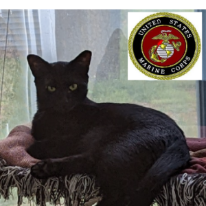 Lost Cat Rocky