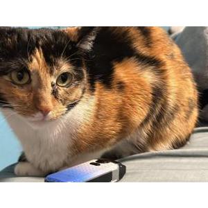 Lost Cat Kitty