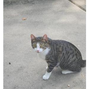 Lost Cat Mittens