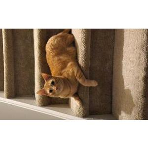 Lost Cat Muffin