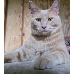 Lost Cat Benjamin