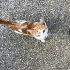 Found Cat Unknown