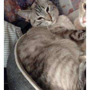Lost Cat Angel