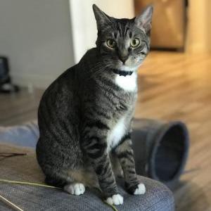 Image of Juni, Lost Cat