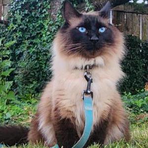 Lost Cat Max