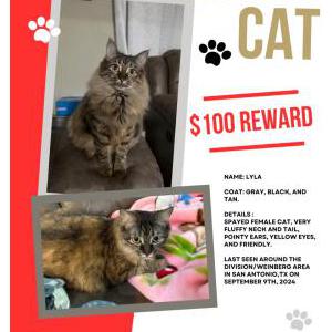 Lost Cat Lyla