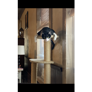Lost Cat Banx