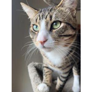 Lost Cat Clover