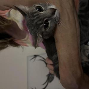 Found Cat unknown