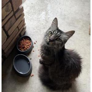 Lost Cat Kitty