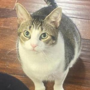 Lost Cat chunk