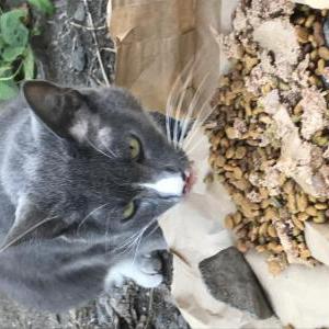 Found Cat Unknown
