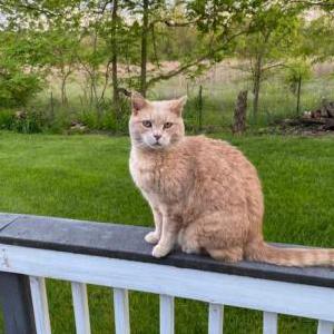 Lost Cat Tiggy
