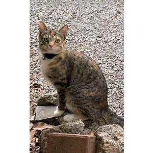 Lost Cat Nifl