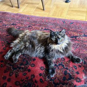 Lost Cat Zelda