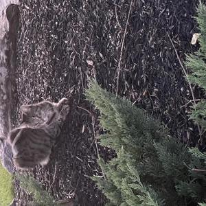 Found Cat Unknown