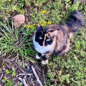 Lost Cat Stevie