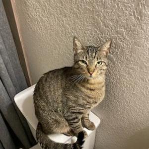 Lost Cat River