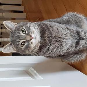 Image of Floyd, Lost Cat