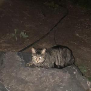 Found Cat Unknown