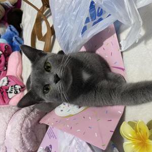 Lost Cat Jade