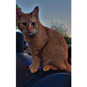 Lost Cat Charlie