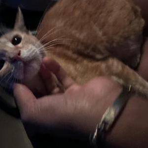 Lost Cat Ginger