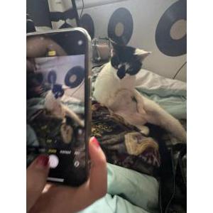 Lost Cat butchy