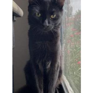 Lost Cat LUNA